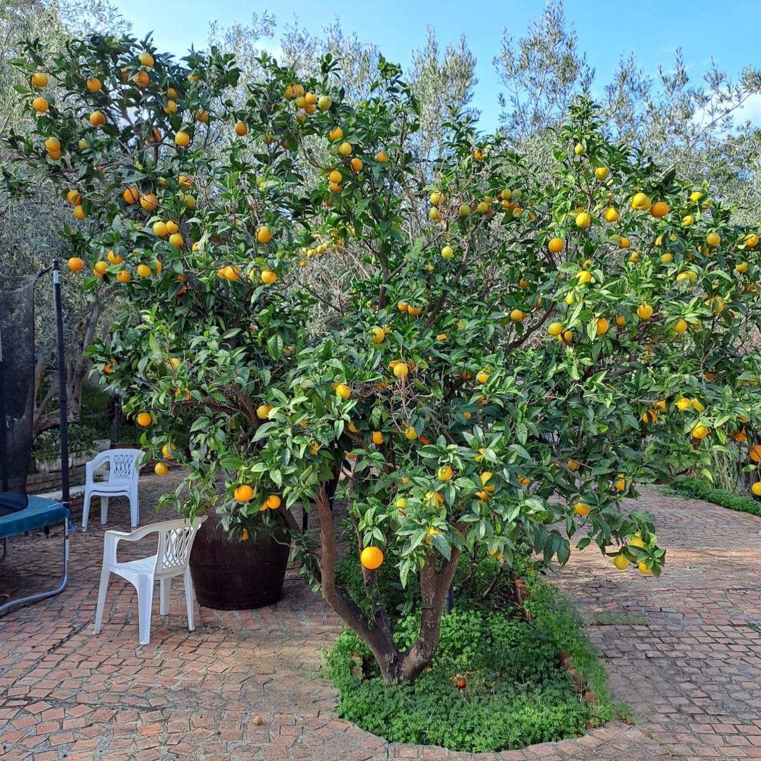 Villa Gatto Rometta Marea Dış mekan fotoğraf