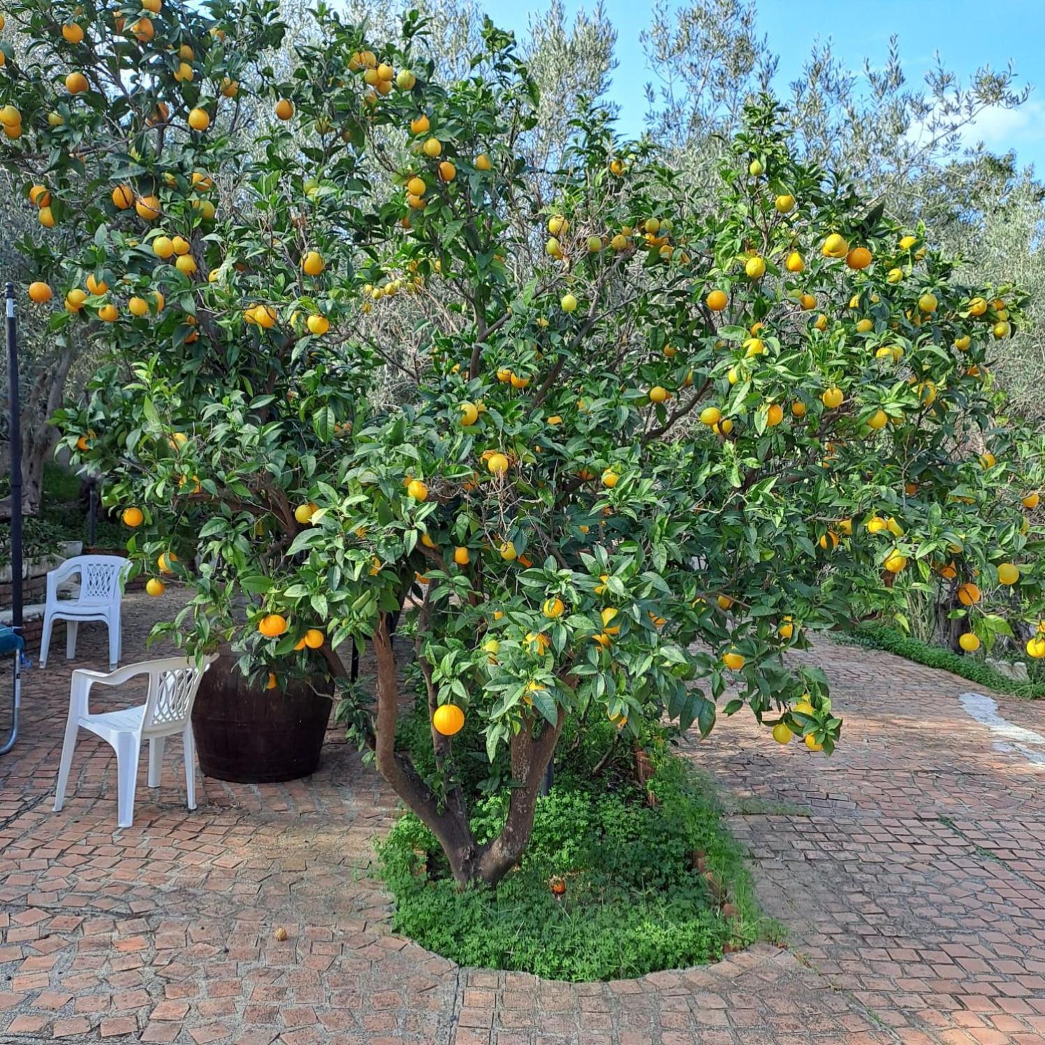 Villa Gatto Rometta Marea Dış mekan fotoğraf